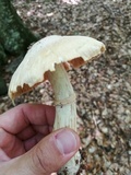 Cortinarius caperatus image