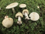 Amanita pubescens image