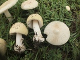 Amanita pubescens image