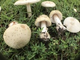 Amanita pubescens image