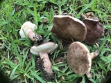 Tylopilus ferrugineus image