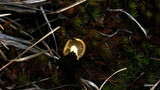 Pholiota highlandensis image