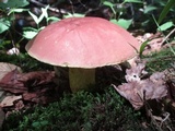 Boletus miniato-olivaceus image
