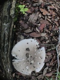 Amanita brunnescens image