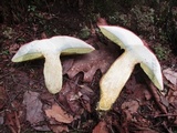 Boletus miniato-olivaceus image