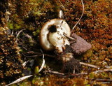 Pholiota highlandensis image