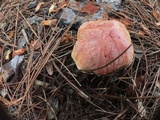 Pulchroboletus rubricitrinus image