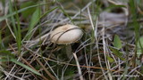 Lepiota clypeolaria image