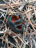 Caloscypha fulgens image