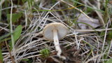 Lepiota clypeolaria image
