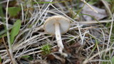 Lepiota clypeolaria image