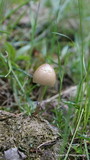 Panaeolus semiovatus image