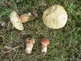 Boletus subcaerulescens image