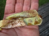 Boletus subcaerulescens image