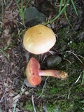 Chalciporus pseudorubinellus image