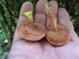 Chalciporus pseudorubinellus image