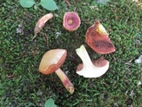 Chalciporus pseudorubinellus image