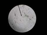 Chalciporus pseudorubinellus image