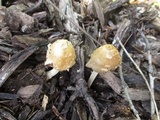 Coprinopsis variegata image