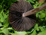 Panaeolus cinctulus image