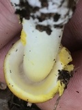 Amanita elongata image