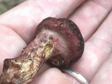 Suillus spraguei image