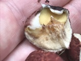 Suillus spraguei image