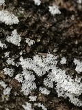 Ceratiomyxa fruticulosa var. fruticulosa image