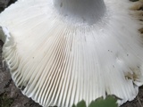 Russula parvovirescens image