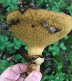 Paragyrodon sphaerosporus image