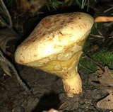 Paragyrodon sphaerosporus image
