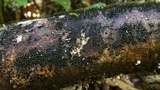 Stromatographium stromaticum image
