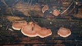 Xylobolus illudens image