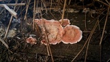 Xylobolus illudens image