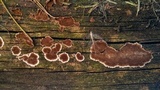 Xylobolus illudens image