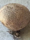 Scleroderma areolatum image