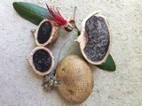 Scleroderma areolatum image