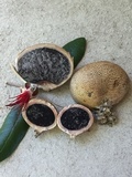 Scleroderma areolatum image