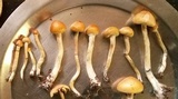 Psilocybe pseudoaztecorum image