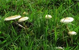 Psilocybe pseudoaztecorum image