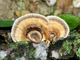 Poronidulus conchifer image