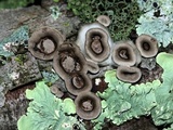 Poronidulus conchifer image