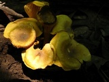 Cantharellus appalachiensis image
