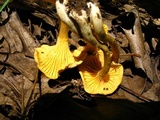 Cantharellus appalachiensis image