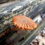 Heliocybe sulcata image