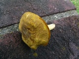Cantharellus appalachiensis image