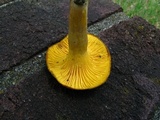 Cantharellus appalachiensis image