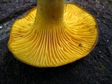 Cantharellus appalachiensis image