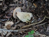 Boletus chippewaensis image