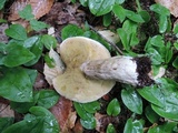 Boletus chippewaensis image